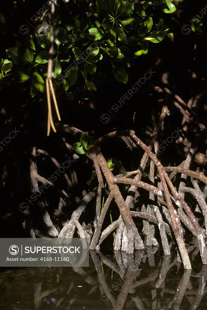 Seychelles, Aldabra Island, Mangroves Roots