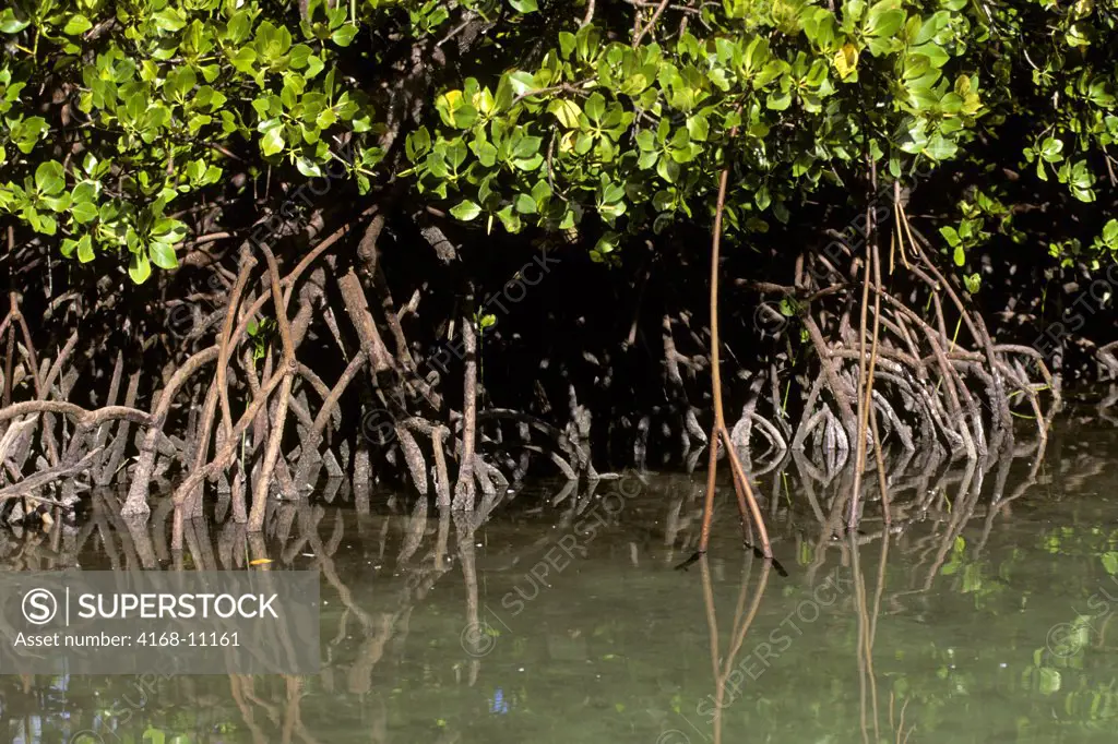Seychelles, Aldabra Island, Mangroves Roots