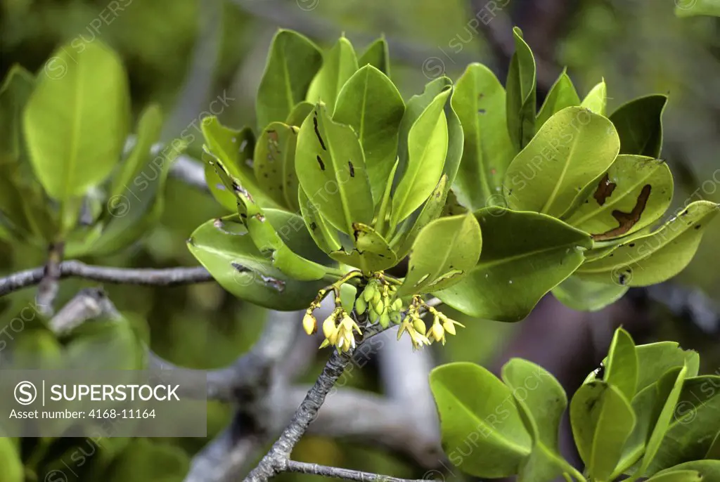 Seychelles, Aldabra Island, Mangrove Flowers