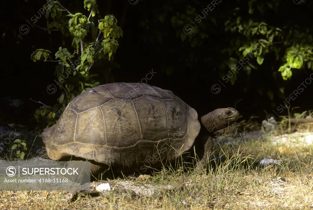 Seychelles, Aldabra Island, Giant Tortoise