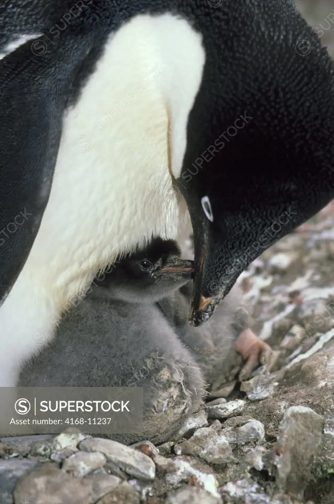 Antarctica, South Shetland Is King George Island, Lion'S Rump, Adelie Penguin Feeding Chick