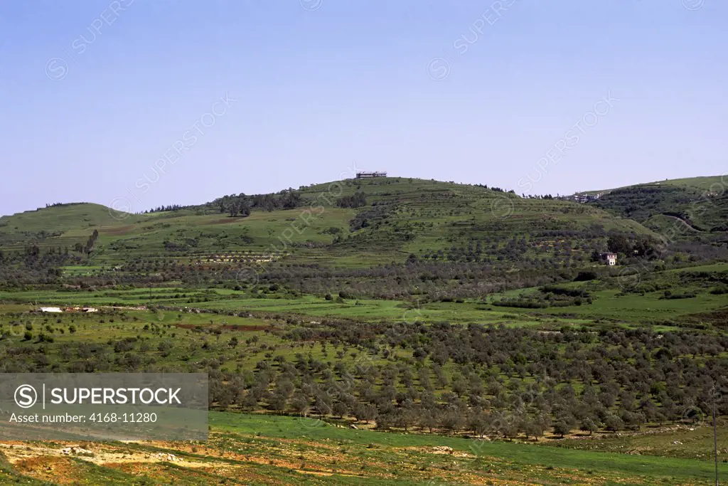Syria, Near Homs, Central Syria, Landscape With Olive Trees And Villages