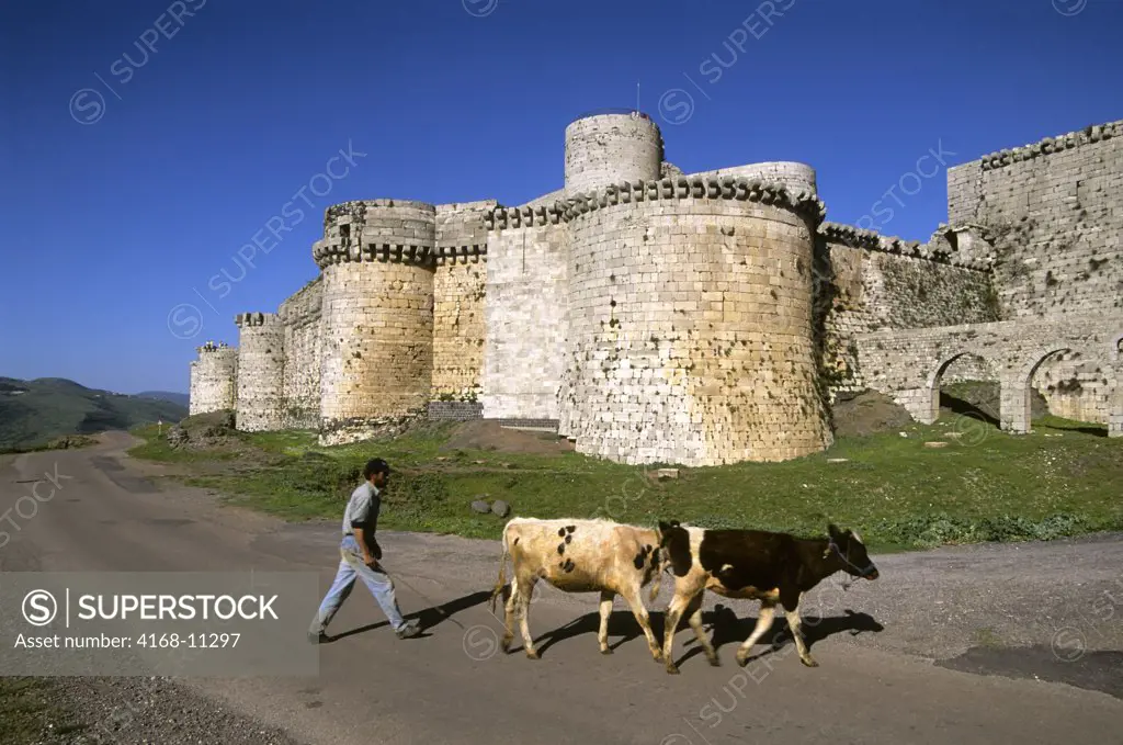 Syria, Near Homs, Central Syria, Crac Des Chevaliers, Castle Of The Knights, Syrian Farmer,Cattle