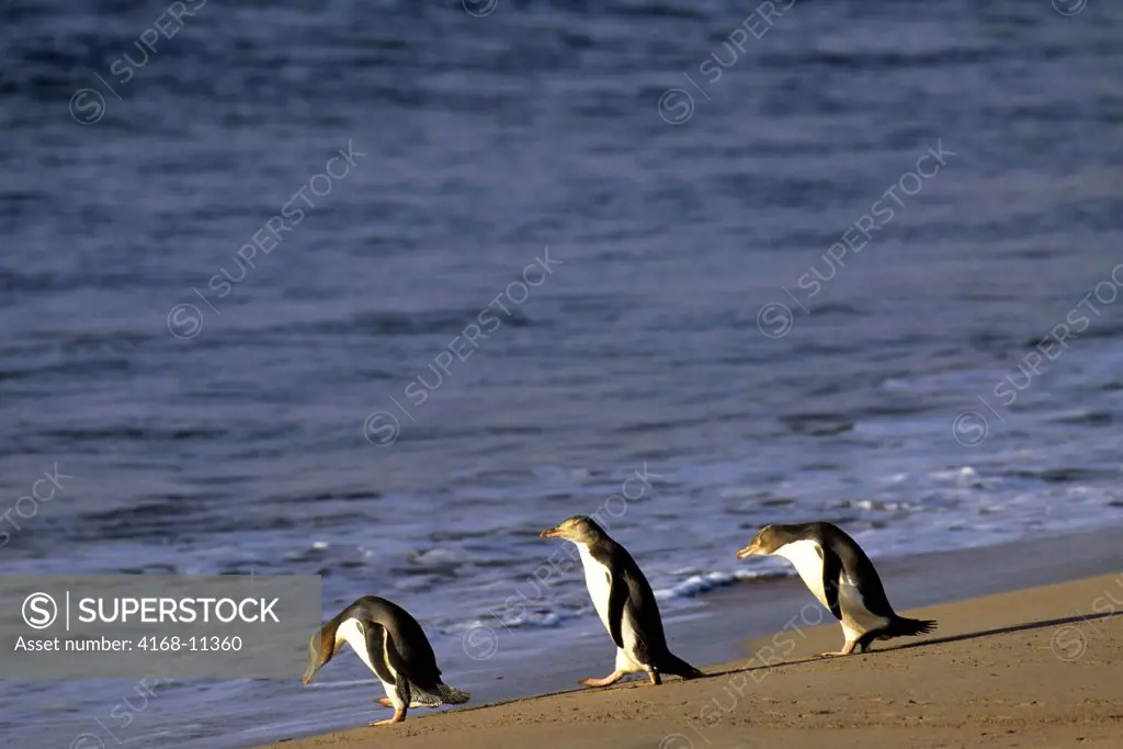 Subantarctic New Zealand, Auckland Islands, Enderby Island, Yellow-Eyed Penguins On Beach