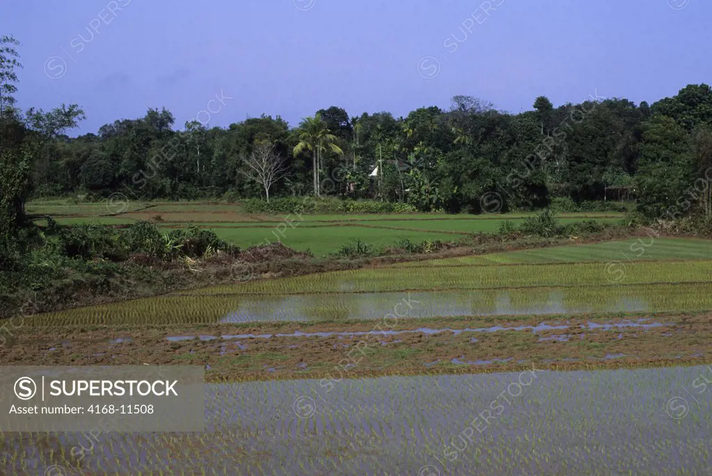 Vietnam, Near Hue, Rice Fields