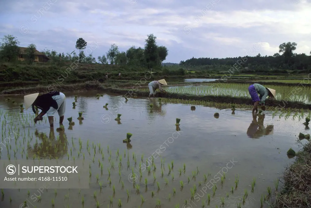 Vietnam, Near Hue, Women Planting Rice