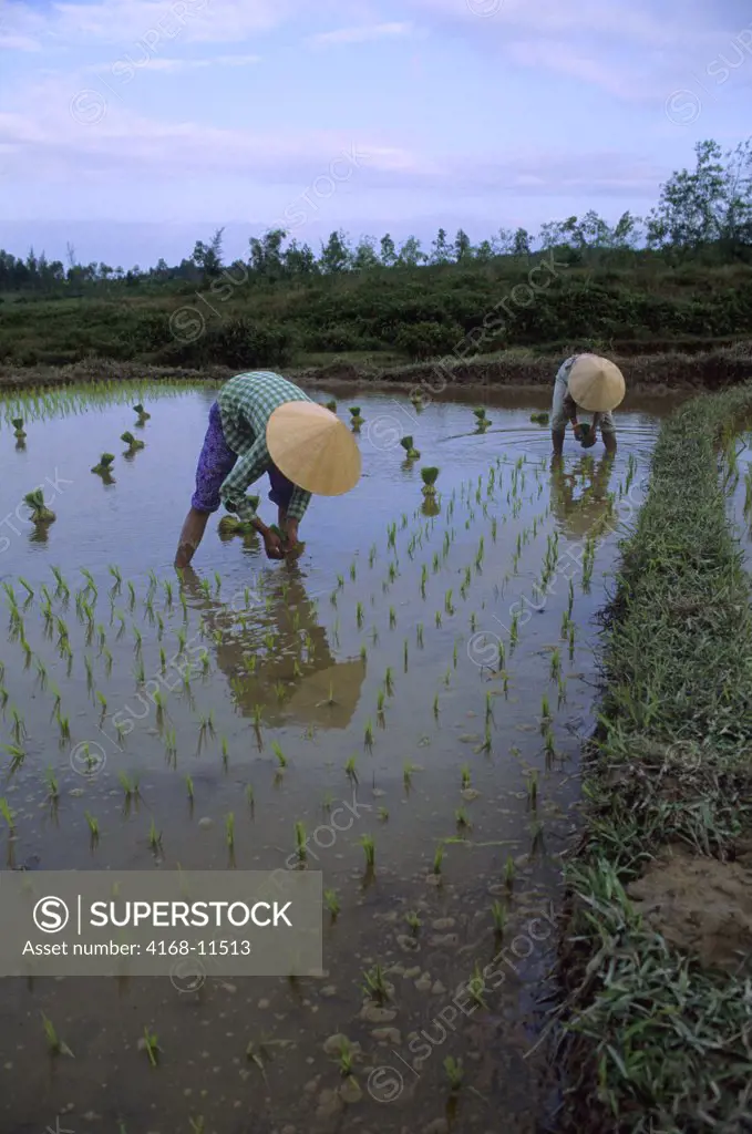 Vietnam, Near Hue, Women Planting Rice