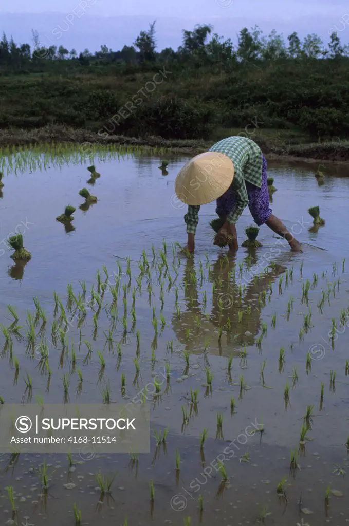 Vietnam, Near Hue, Woman Planting Rice