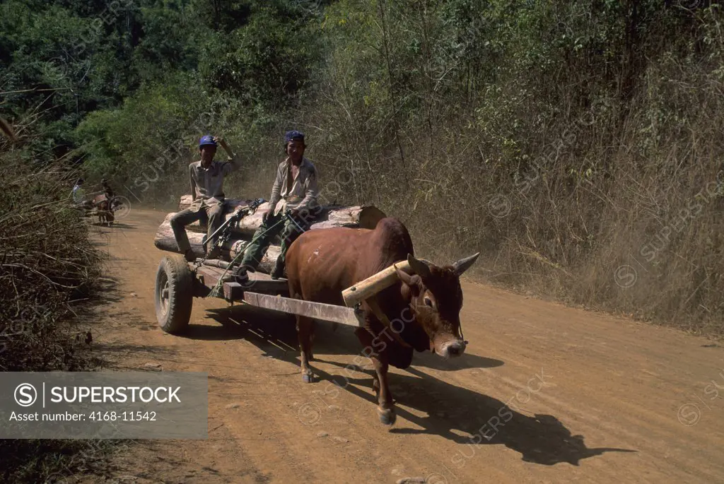 Vietnam, Central Highlands, Darlac Plateau, Ox Cart With Trees Harvested In Rainforest