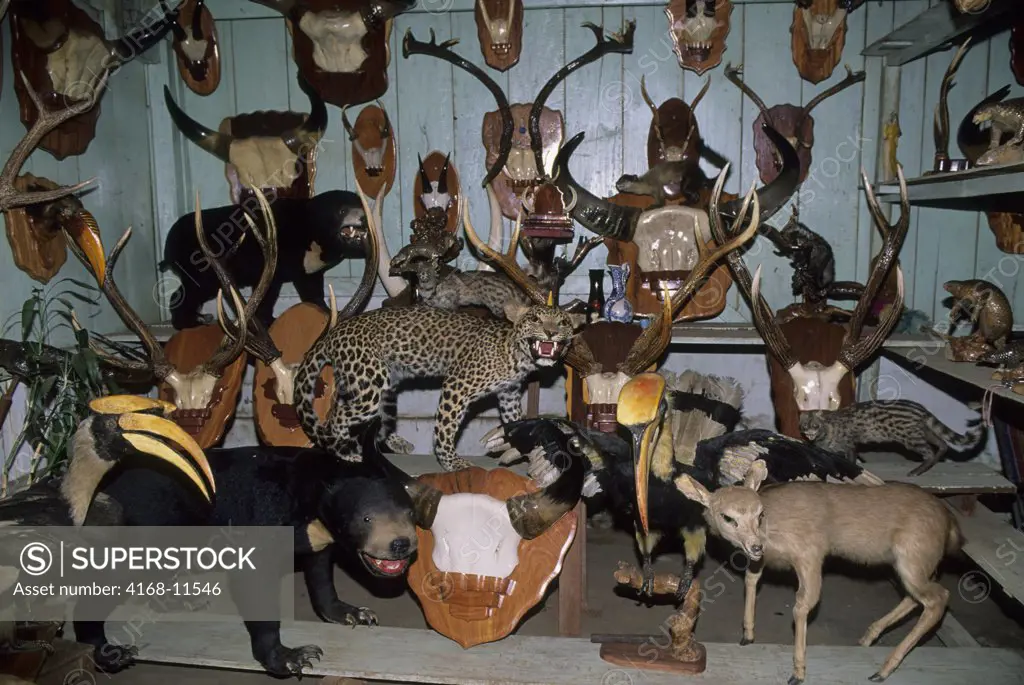 Vietnam,Central Highlands, Buon Ma Thuot, Endangered Taxidermic Rainforest Animals For Sale