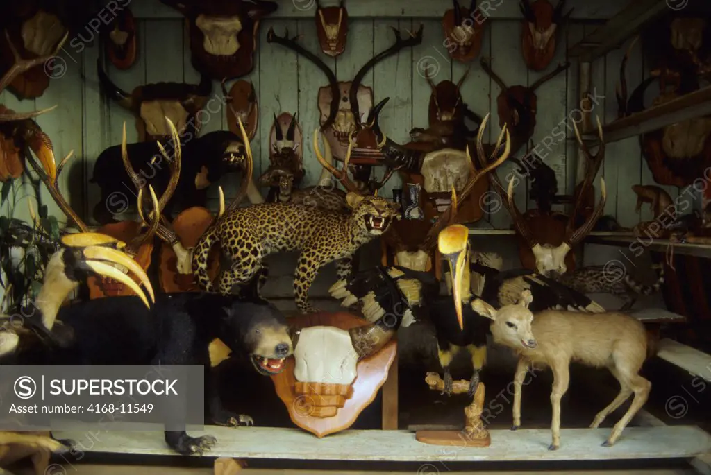Vietnam, Central Highlands, Buon Ma Thuot, Endangered Taxidermic Rainforest Animals For Sale