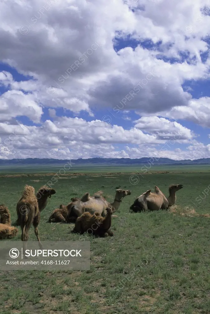 Mongolia, Gobi Desert, Near Dalanzadgad, Grasslands (Steppes), Bactrian Camels