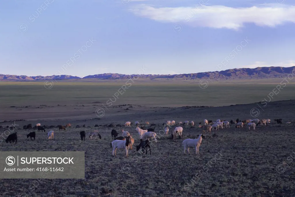 Mongolia, Gobi Desert, Near Dalanzadgad, Grasslands (Steppes), Goats And Sheep