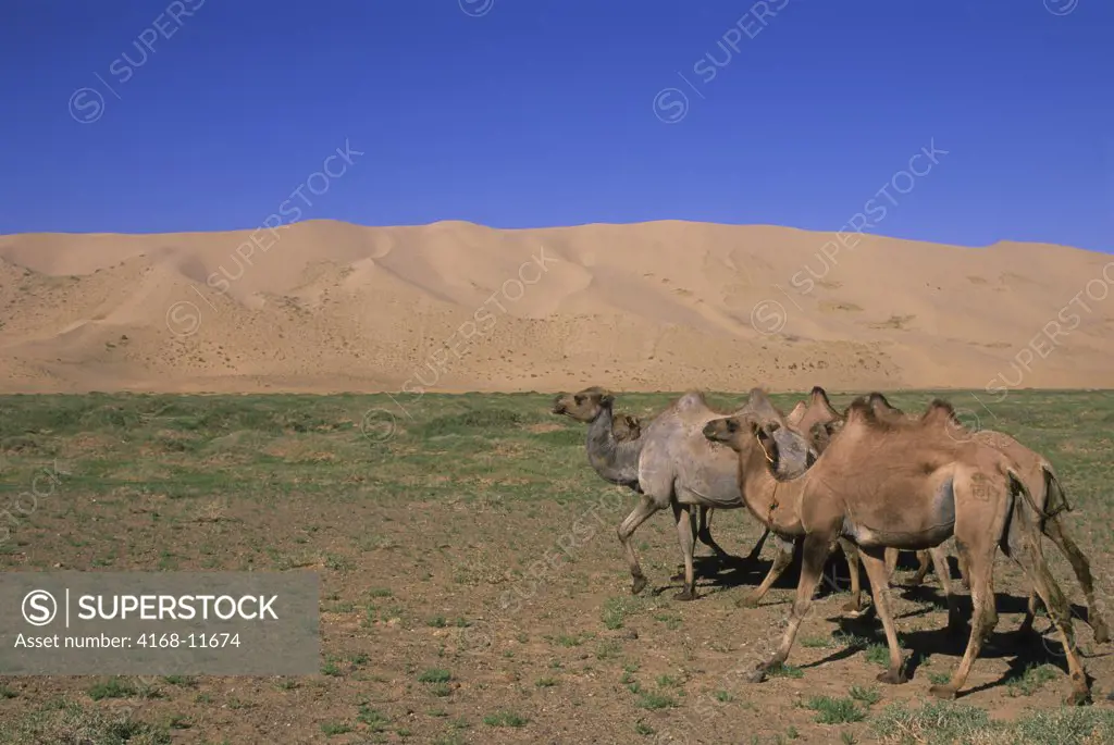 Mongolia,  Near Dalanzadgad, Gobi Desert At Khongoryn Els (Sand Dunes), Bactrian Camels