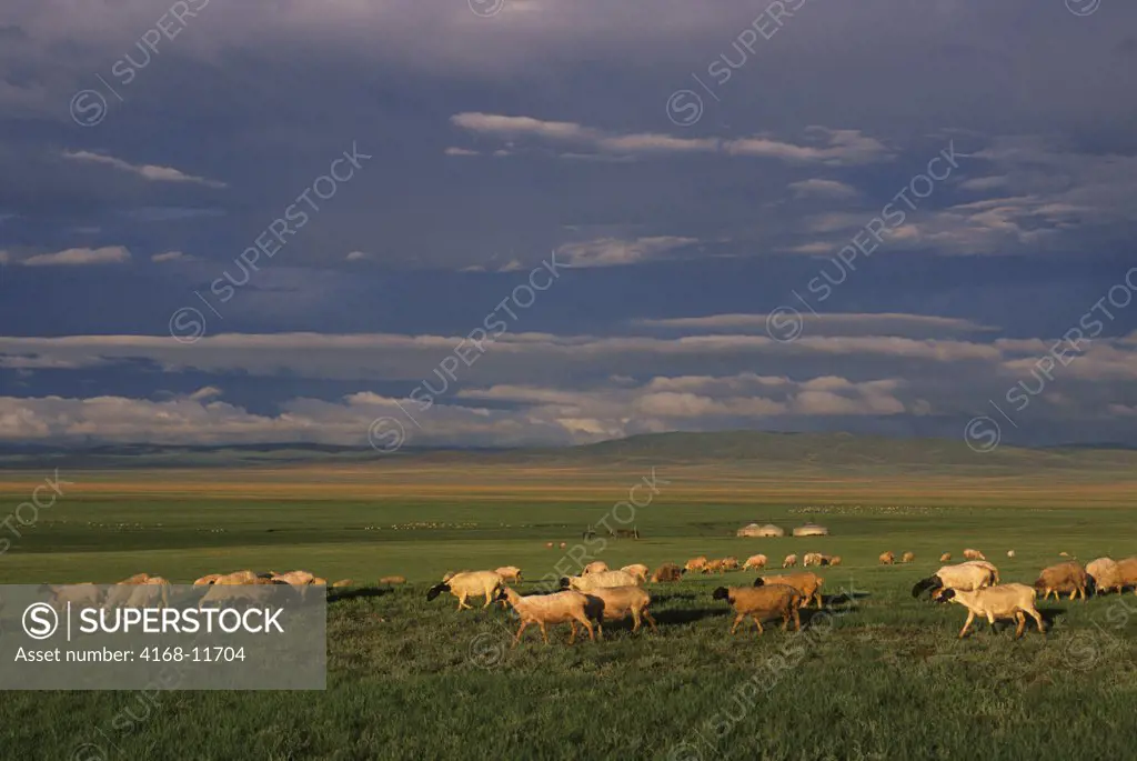 Central Mongolia, Near Karakorum, Grasslands (Steppes), Sheep And Goat Herd In Evening Light