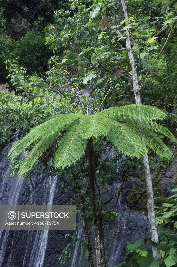 Puerto Rico, El Yunque Rainforest, Tree Fern In Font Of Waterfall