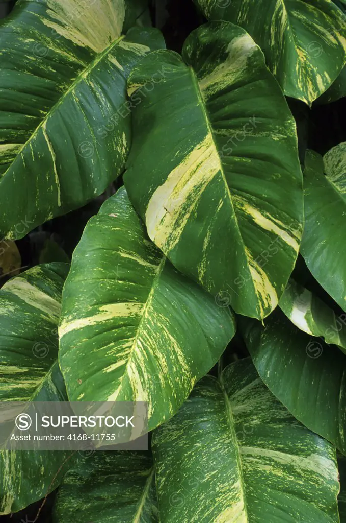 Puerto Rico, El Yunque Rainforest, Tropical Plant With Varigated Leaves