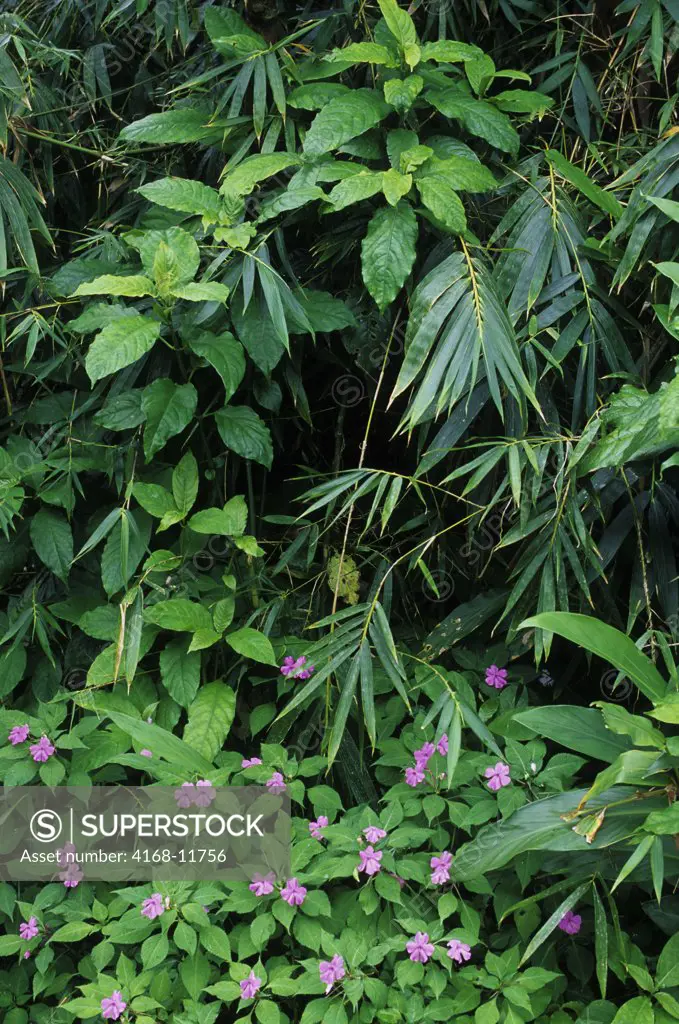 Puerto Rico, El Yunque Rainforest, Impatients And Bamboo