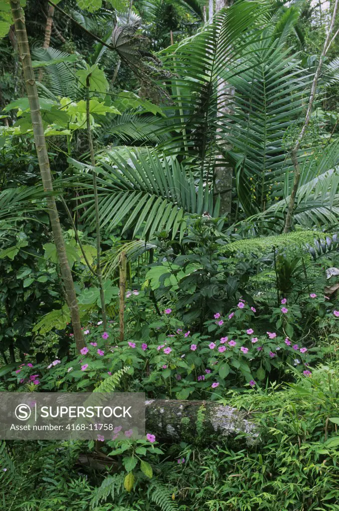 Puerto Rico, El Yunque Rainforest, Impatients And Palms