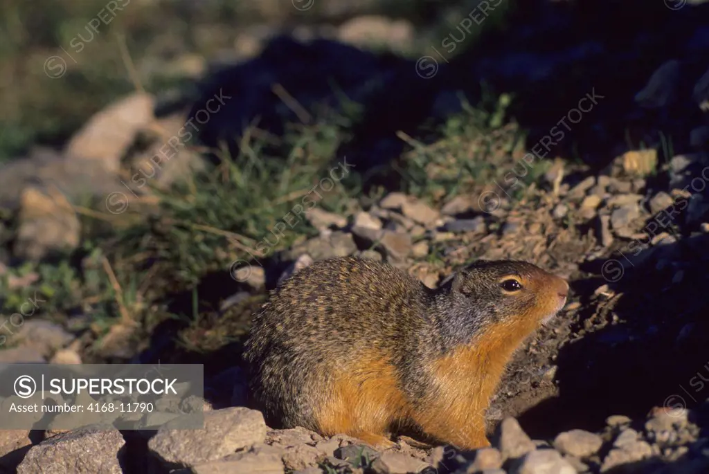 Canada, Alberta, Rocky Mountains, Jasper National Park, Richardsons Ground Squirrel Spermophilus Washingtoni