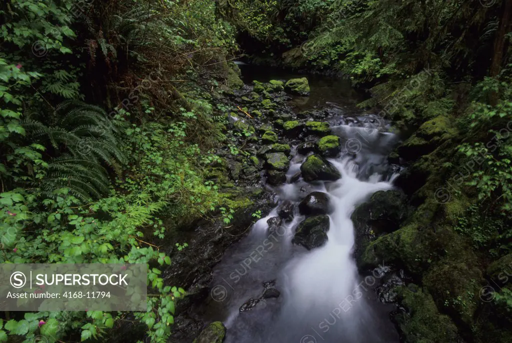 USA,Washington, Olympic National Park, Quinault Rainforest, Creek, Waterfall