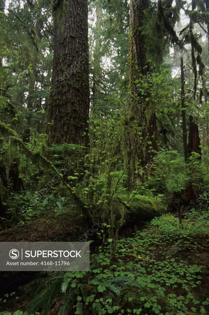 USA,Washington, Olympic National Park, Quinault Rainforest, Temperate Rainforest