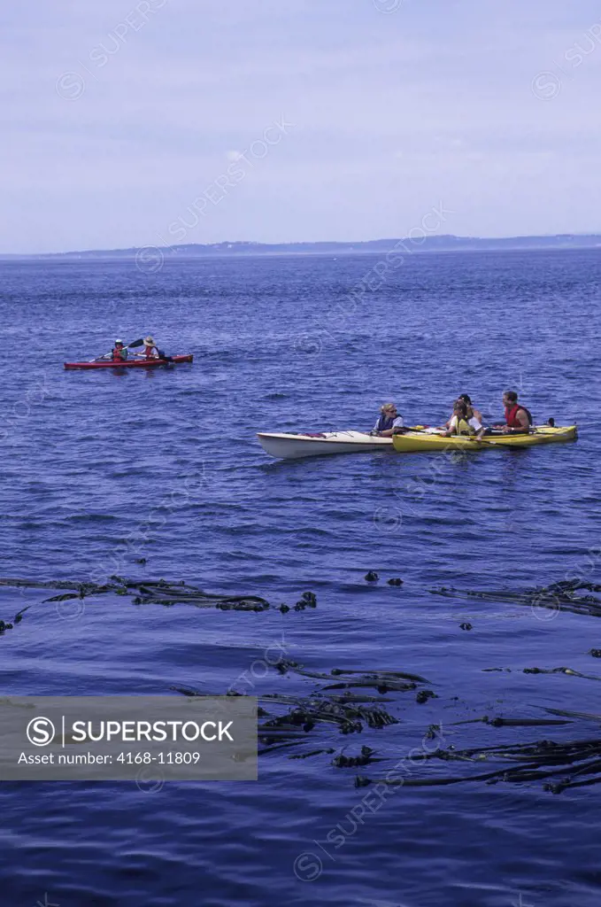 USA,Washington, San Juan Island, Lime Kiln Point State Park, Kayakers