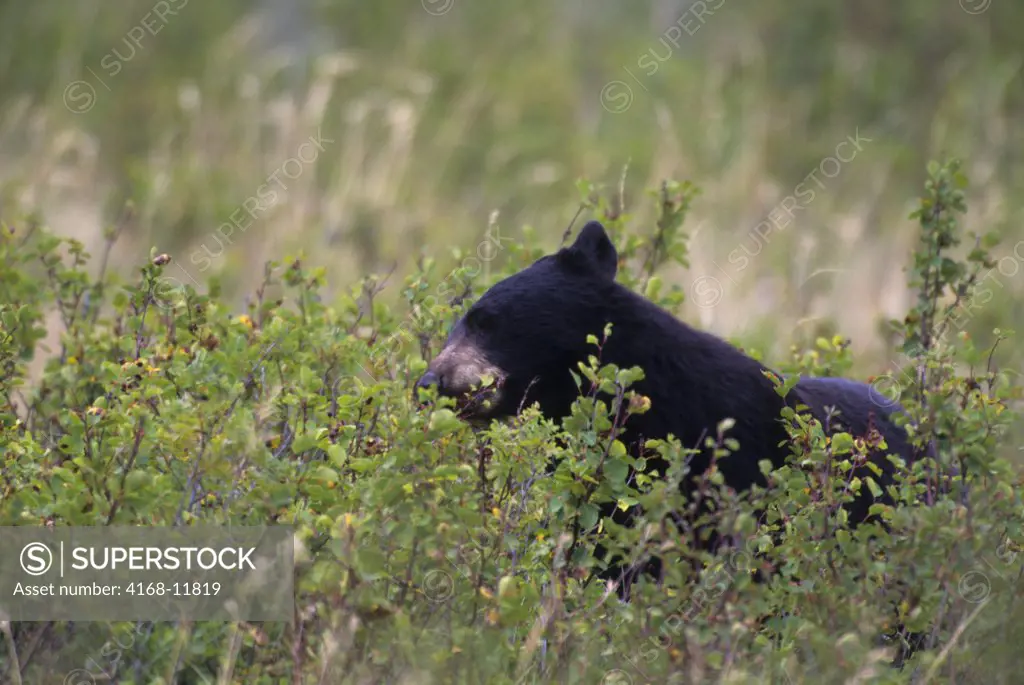 Canada, Alberta, Waterton National Park, Black Bear Feeding On Berries