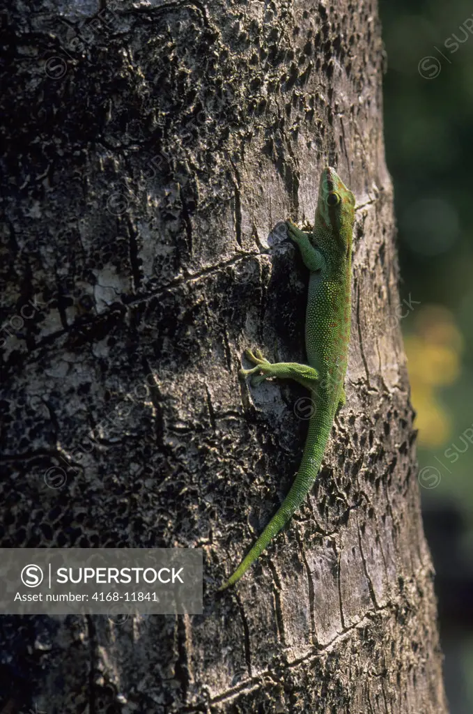 Madagascar, Near Moramanga, Mandraka, Lizard, Seipps Day Gecko  (Phelsuma Seippi)