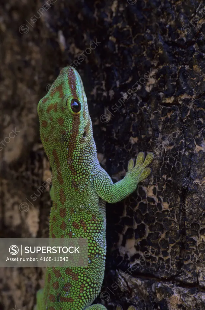 Madagascar, Near Moramanga, Mandraka, Lizard, Seipps Day Gecko (Phelsuma Seippi)