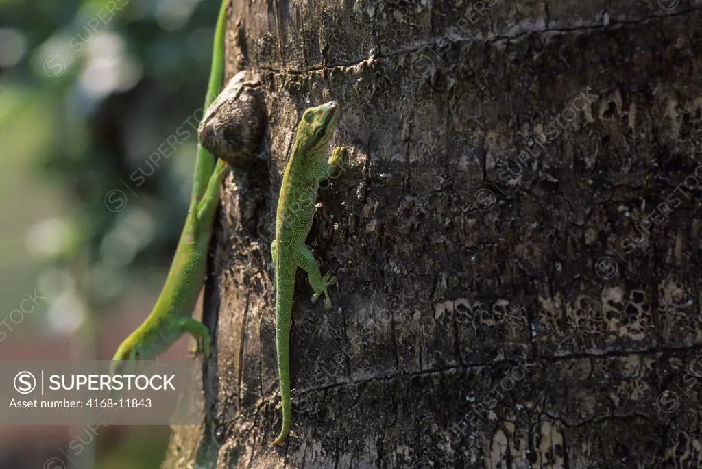 Madagascar, Near Moramanga, Mandraka, Lizard, Seipps Day Gecko (Phelsuma Seippi)