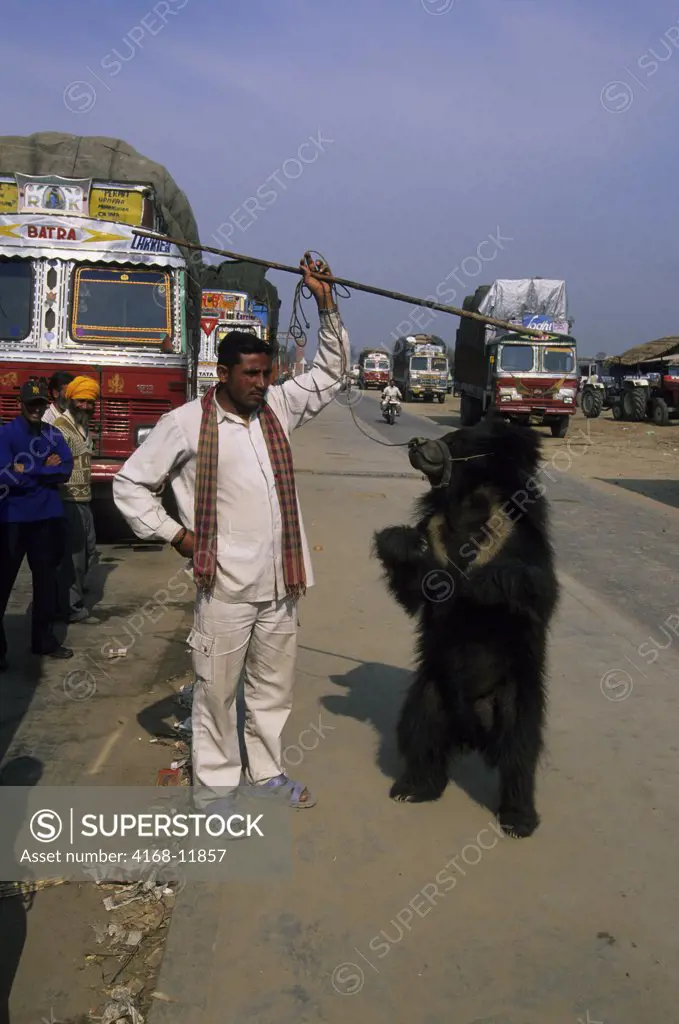 India, Near Delhi, Sloth Bear Trained As Dancing Bear