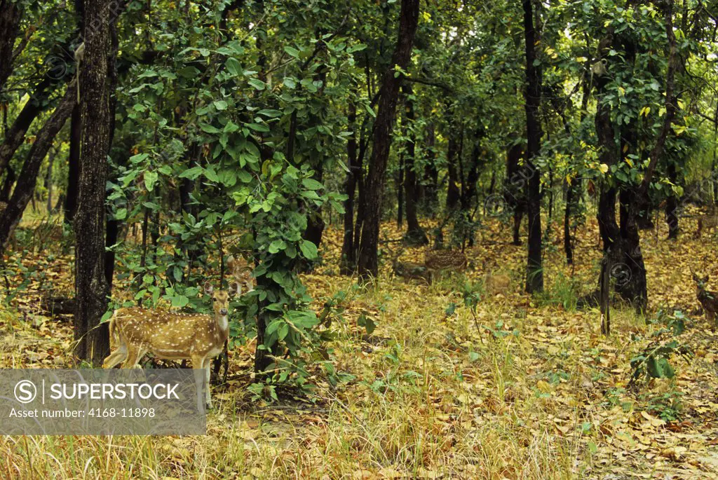 India, Bandhavgarh National Park, Spotted Deer In Forest