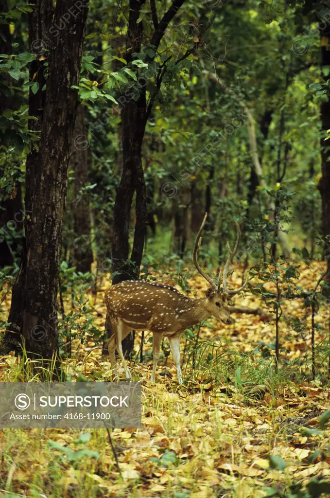 India, Bandhavgarh National Park, Male Spotted Deer In Forest