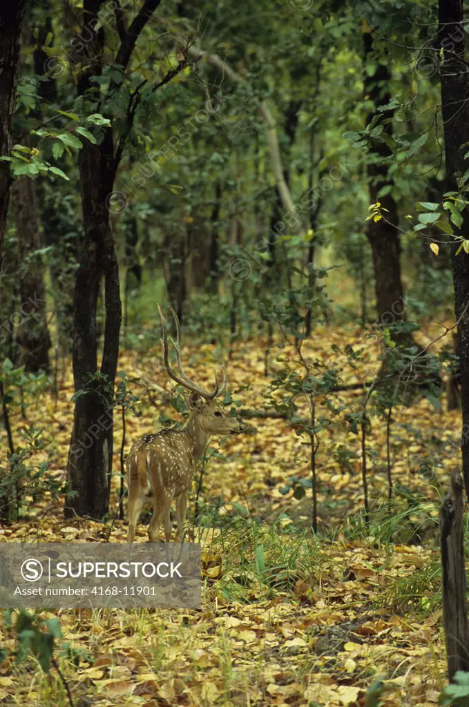 India, Bandhavgarh National Park, Male Spotted Deer In Forest