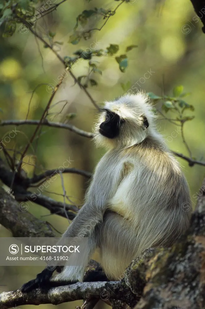 India, Bandhavgarh National Park, Black-Faced Langur Monkey