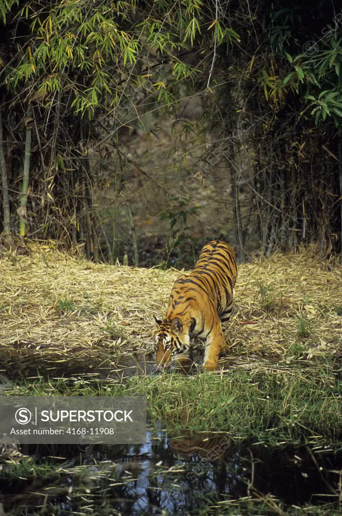 India, Bandhavgarh National Park, Bengal Tiger Drinking