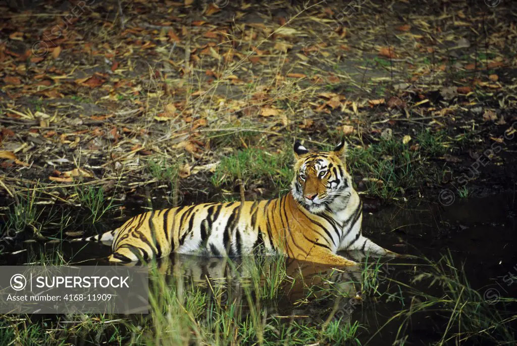 India, Bandhavgarh National Park, Bengal Tiger Laying In Water