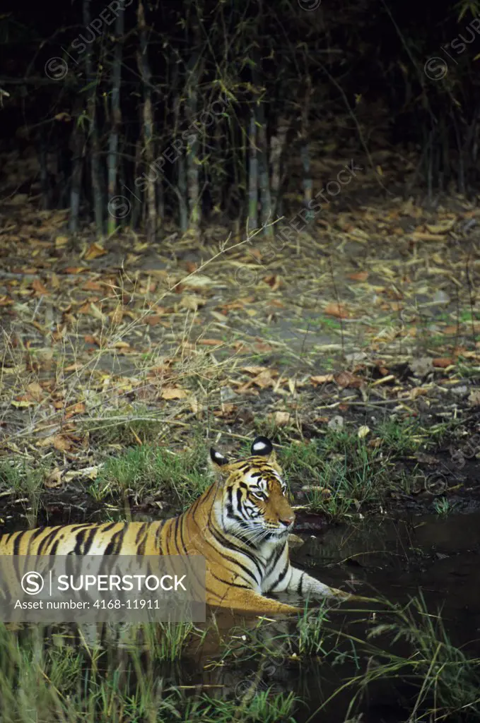 India, Bandhavgarh National Park, Bengal Tiger Laying In Water