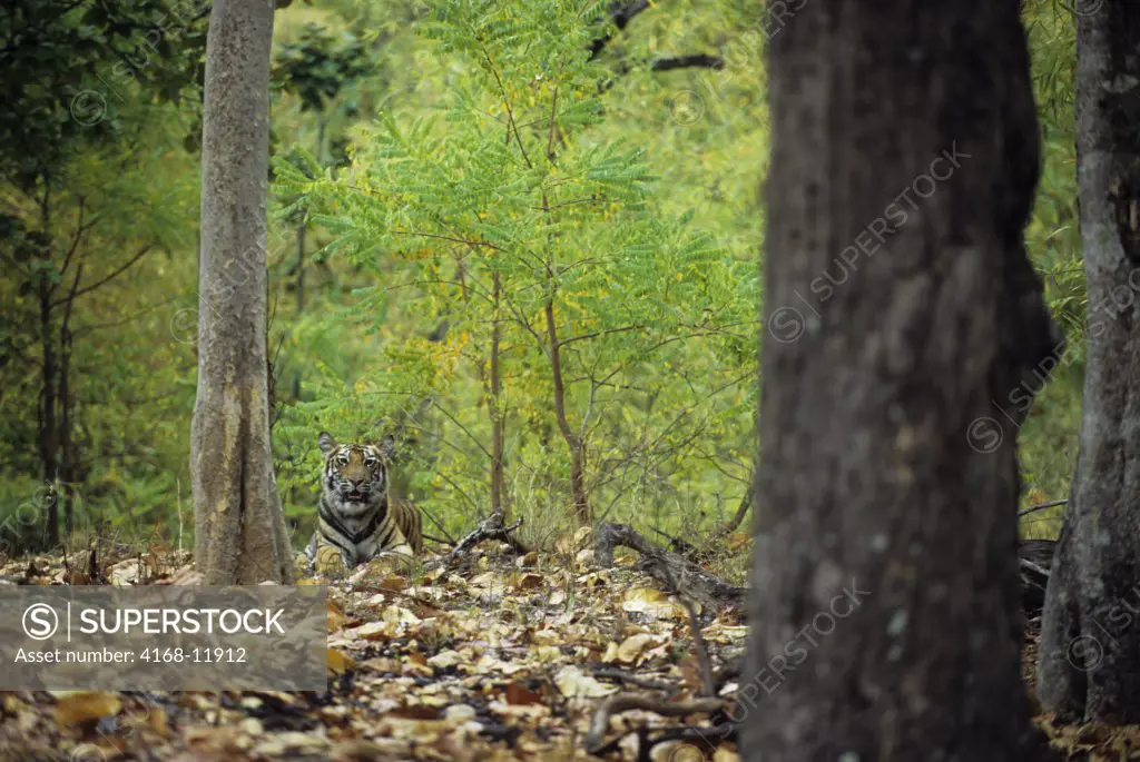 India, Bandhavgarh National Park, Bengal Tiger In Forest