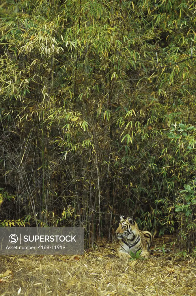 India, Bandhavgarh National Park, Bengal Tiger Cub (10 Months Old) In Bamboo