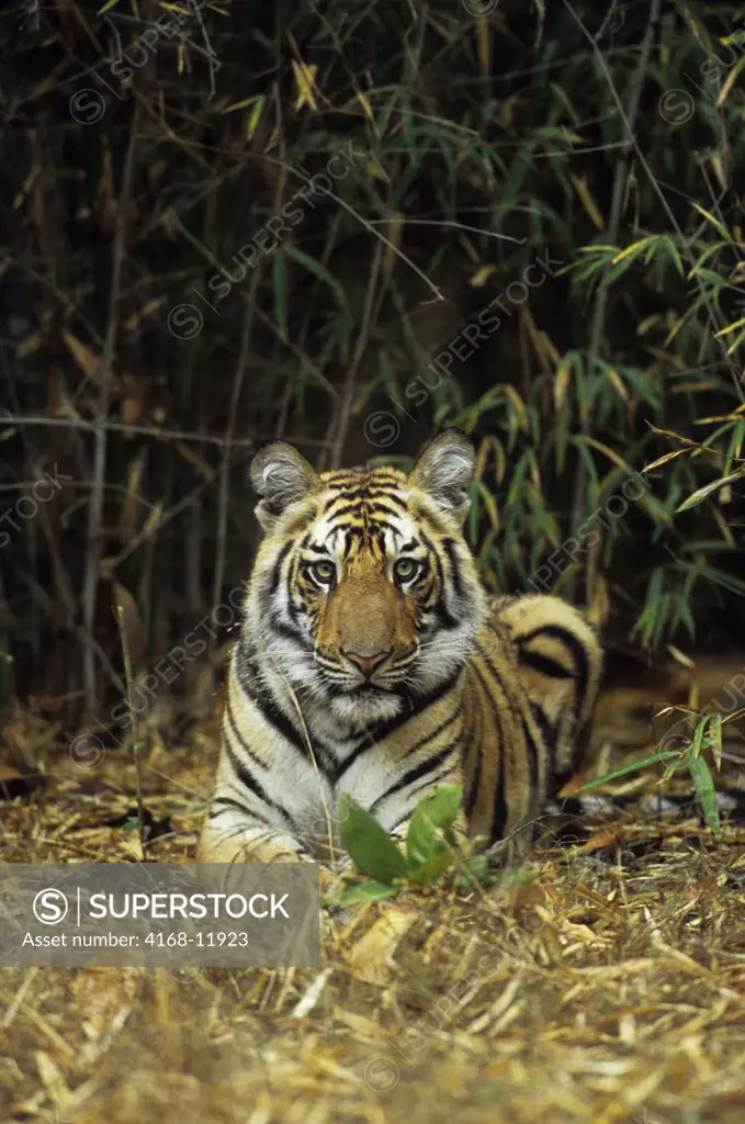 India, Bandhavgarh National Park, Bengal Tiger Cub (10 Months Old) In Bamboo