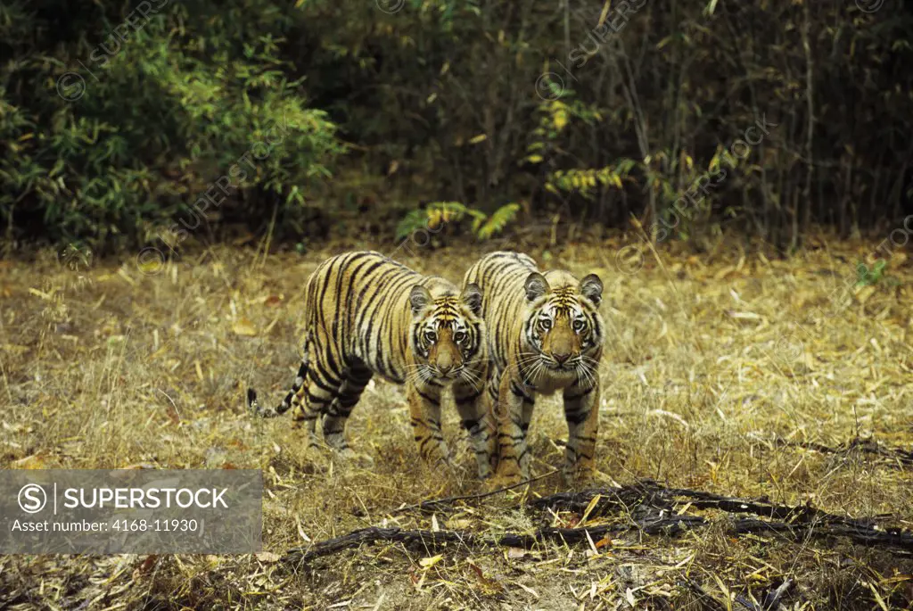 India, Bandhavgarh National Park, Bengal Tiger Cubs (10 Months Old)
