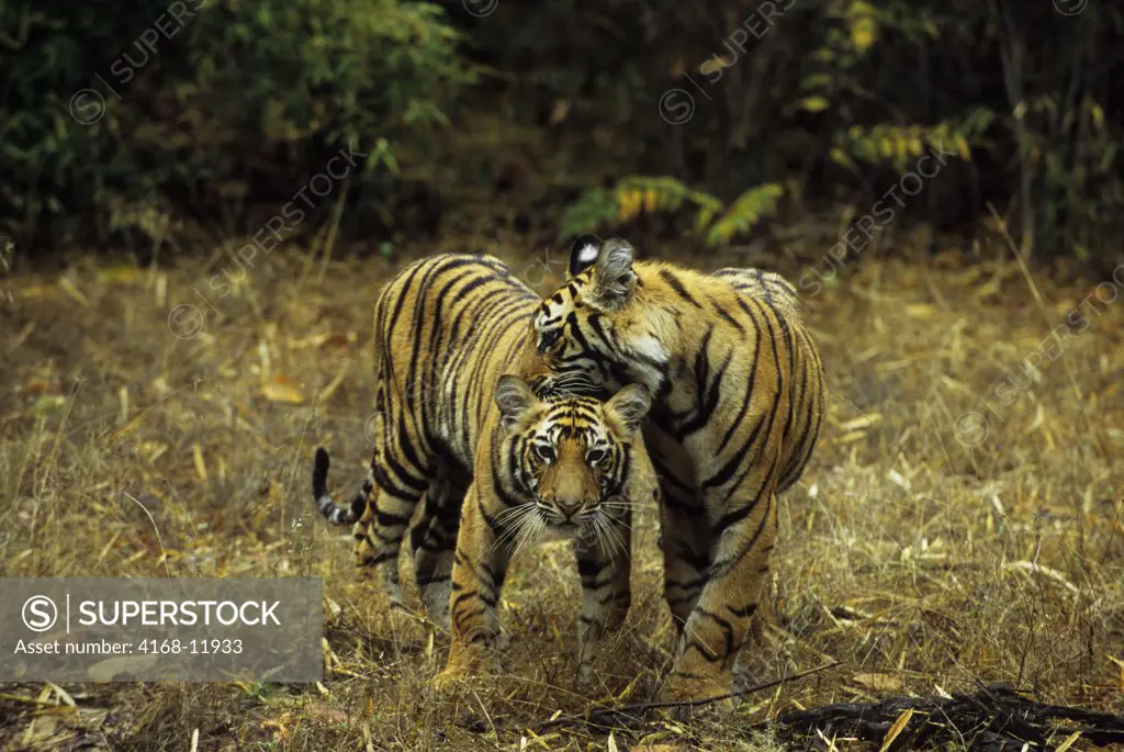 India, Bandhavgarh National Park, Bengal Tiger Cubs (10 Months Old), Playing