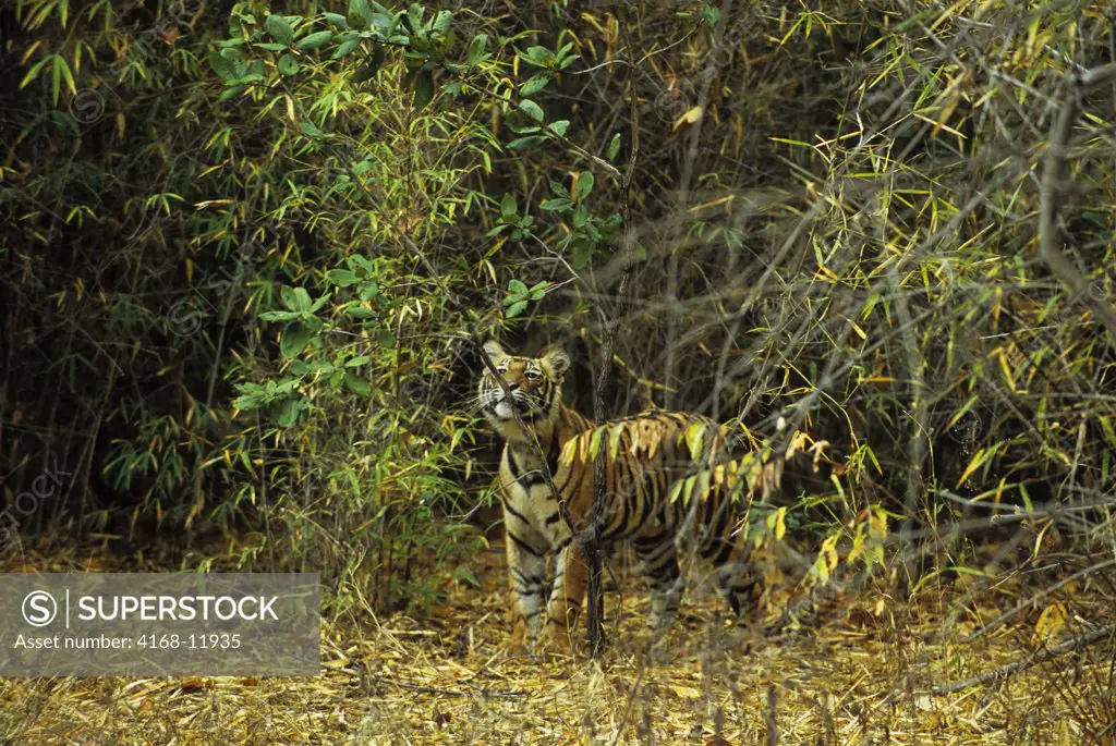 India, Bandhavgarh National Park, Bengal Tiger Cub (10 Months Old), Smelling