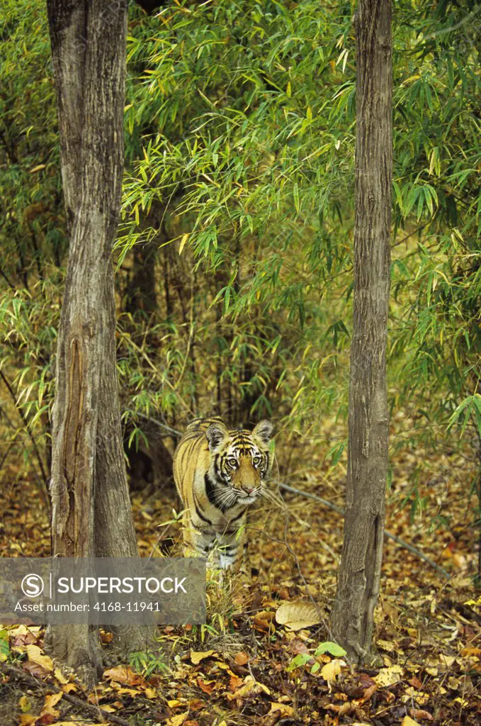 India, Bandhavgarh National Park, Bengal Tiger Cub (10 Months Old)