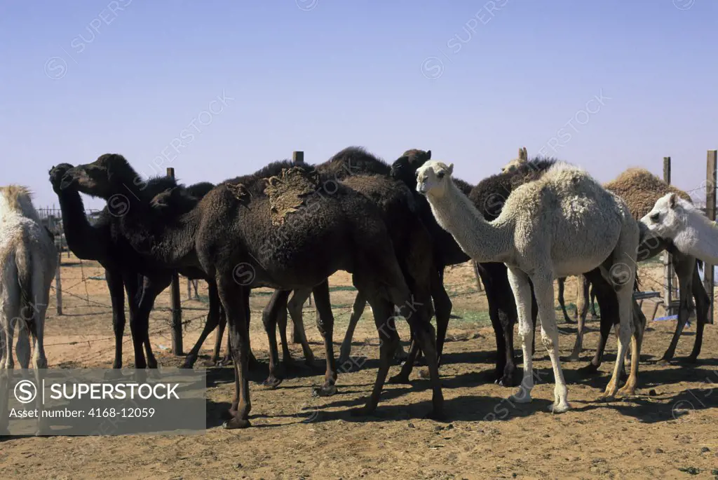 Saudi Arabia, Near Riyadh, Camel Market