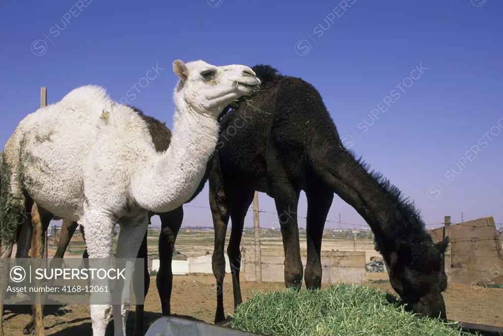 Saudi Arabia, Near Riyadh, Camel Market, Black And White Camels