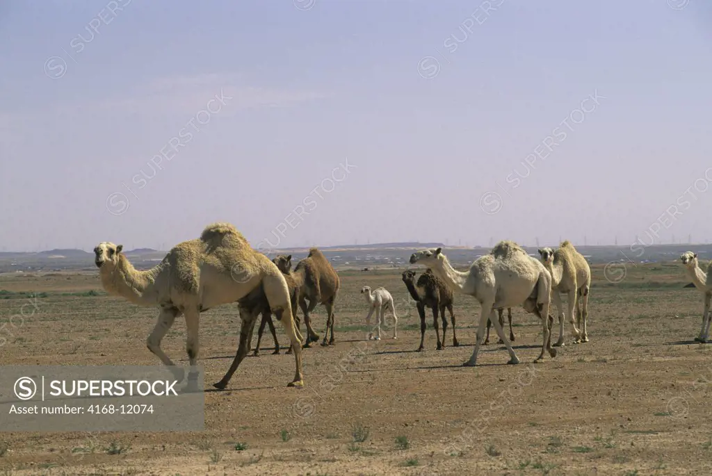 Saudi Arabia, Near Riyadh, Camels
