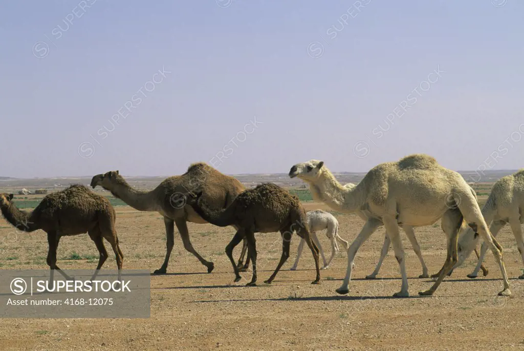 Saudi Arabia, Near Riyadh, Camels